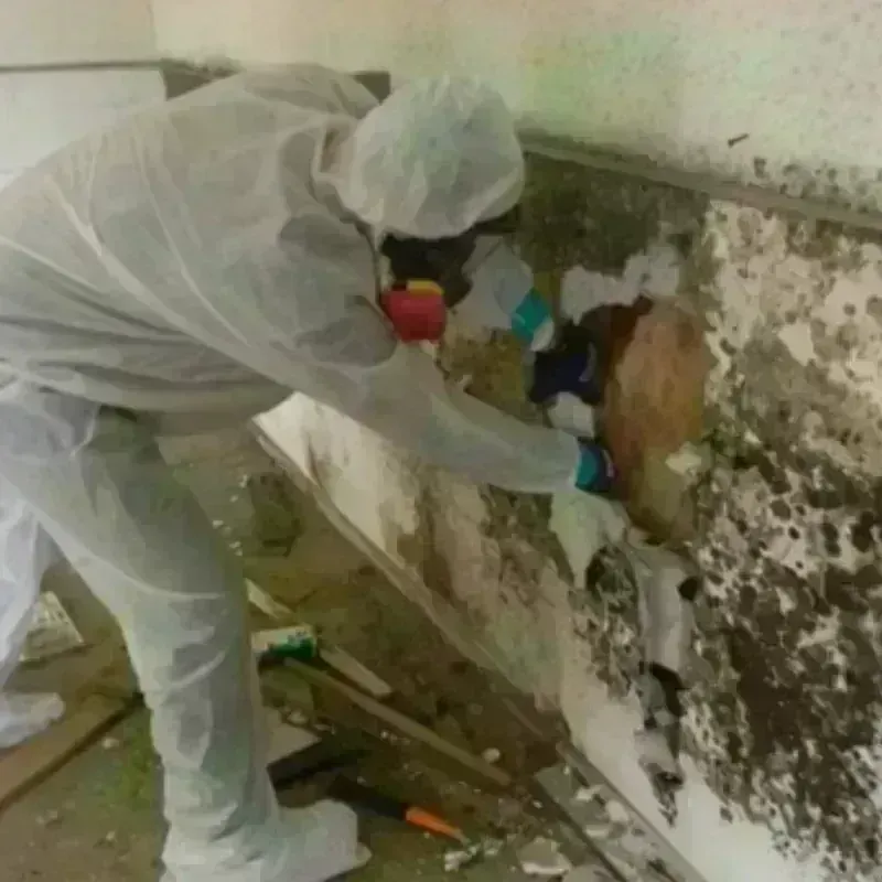 Mold Remediation and Removal in Unicoi, TN